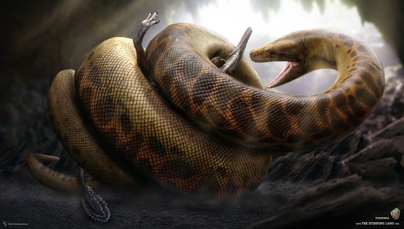 Titanoboa avını boğarken, çizim.