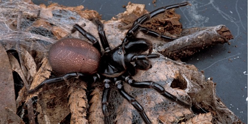 Huni ağ örümceği