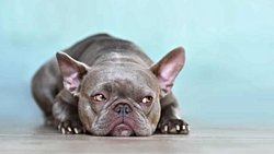 How can you figure out how old your dog is? Multiplication by 7 is a thing of the past!