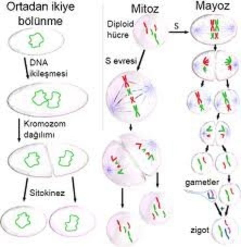 Amitoz, Mitoz ve Mayoz Bölünmeler