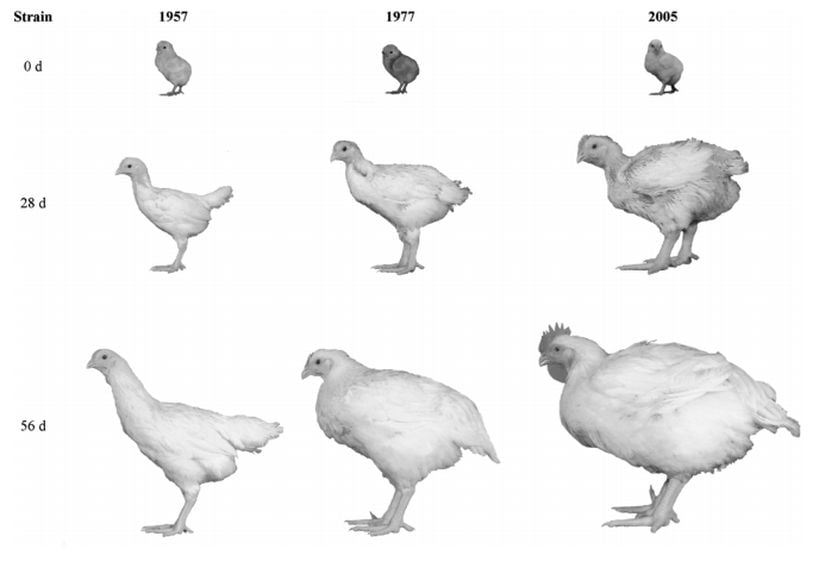 Makale içerisinde kullanılan fotoğraflardan bir diğeri... 3 ayrı sene içerisinde, aynı tavuğun yumurtadan çıktığı gün (0. gün), 28 günlükken ve 56 günlükken fotoğrafları çekilmiştir. 3 ayrı nesilden (ki bu nesiller arasında yüzlerce nesillik fark vardır) örneklenen fotoğraflardaki farklılıklar çarpıcıdır.