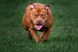 XL Bully Dog Attacks Two Men In Penicuik, Police Respond