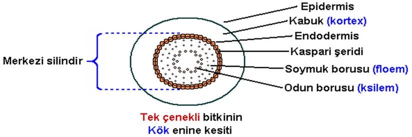 Monokotil bir bitkide kökün enine kesiti.