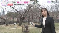 大阪府の桜の標本木はまだ「つぼみ」気象台の開花発表は見送り　AIの開花予想は「30日日曜日ごろ」（読売テレビ） - Yahoo!ニュース