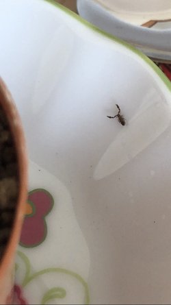 Boyutu bir milim kadar olan bu canlının türü nedir?