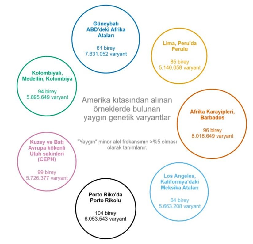 Amerika'dan yedi örnekteki ortak varyant sayısı. Her bir dairenin alanı, 1000 Genom Projesinden alınan o örnekteki ortak varyantların sayısı ile orantılıdır. &quot;Yaygın&quot; bir varyant, minör alel frekansının %5'ten fazla olması olarak tanımlanır; burada minör alel kimliği global alel frekansına (1000 Genom Projesi'ndeki tüm örneklerdeki frekansı) göre belirlenir. Bu miktarın örnekler arasında nispeten tutarlı olmasını sağlamak için her bir örnekteki birey sayısı da dahil edilmiştir.