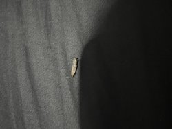 Bu varlık gerçekten yapışık 2 sinek mi?