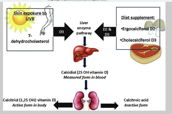 D Vitamini Kaynakları: 1. Deri + Günes , 2 . Besinler