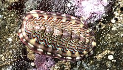 Kiton (Polyplacophora)