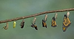 tırtıl beslemek istiyorum ama nasıl bulucam?