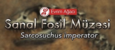 Sarcosuchus imperator (Süper-Timsah)