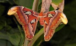 Atlas Güvesi (Attacus Atlas) isimli hayvanın kanatlarındaki yılan başına benzeyen desenler var.Bunu nasıl bir evrim mekanizması ile kazanmış olabilir?