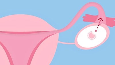 Hamileliğin 2. Haftasında Neler Olur? Ovulasyon Nedir ve Ne Zaman Gerçekleşir?