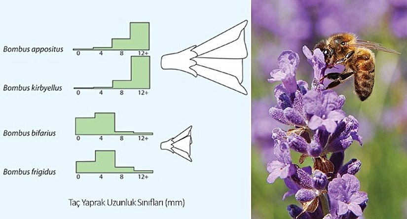 Görsel 1. Yabanarılarında (Bombus spp.) kaynak paylaşımı. Türlerin farklı uzunlukta hortumlarının olması, onlara farklı uzunluktaki taç yapraklı bitkilerden faydalanma olanağı sağlar. Birbirine yakın uzunlukta hortumları olan türler farklı yüksekliklerde yaşarlar (Pyke 1982). Görsel Begon ve ark. (1990) çalışmasından uyarlanmıştır.