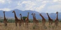 Major new assessment recognises four separate giraffe species for the first time