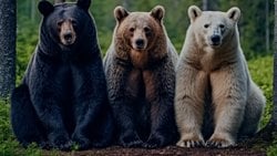 Hangi Ayı Türü Olası Bir Karşılaşmada En Tehlikelisi Olabilir, Kahverengi, Siyah ya da Kutup?