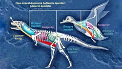 Küçülmek, Dinozorların Evrimsel Başarısını Nasıl Artırdı?