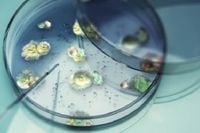Global Spread of Aspergillus Sparks Health Crisis Warnings