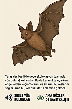 Yarasalar kör mü, ya da iyi göremiyorlar mı?