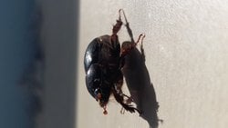 Bu canlının türü ve özellikleri nelerdir?