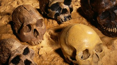 Neden Hayatta Kalan Tek İnsan Türüyüz?