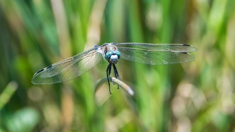 Ak kuyruklu yusufçuk (Orthetrum albistylum )