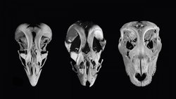 Kuş Gagalarını Dinozor Ağızlarına Dönüştürmek: Tavuklar Dinozora Dönüştürülebilir Mi?