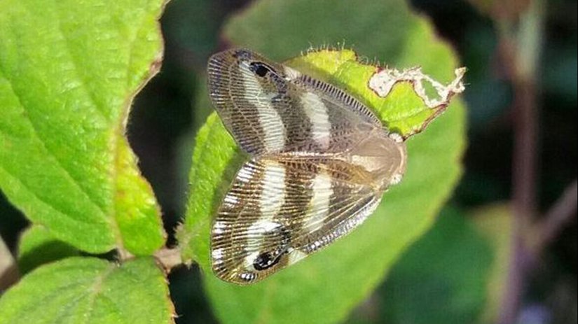 Japon yaprakçekirgesi (Ricania japonica)