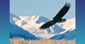 Holland America Line Unveils Alaska Photography Sweepstakes