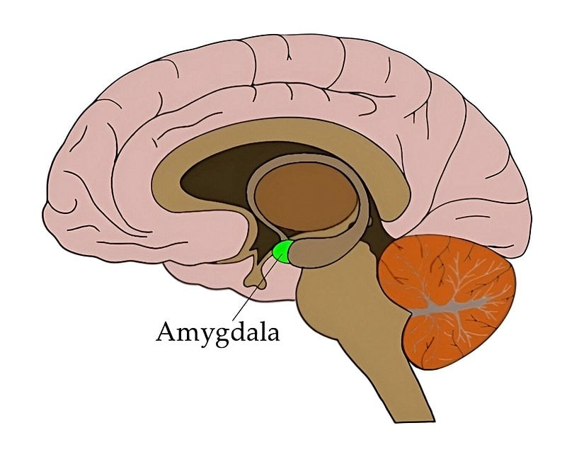 Amigdala (amygdala), beynin limbik sisteminde yer alan ve duyguların işlenmesi ile davranışların düzenlenmesinde kritik rol oynayan bir yapıdır.