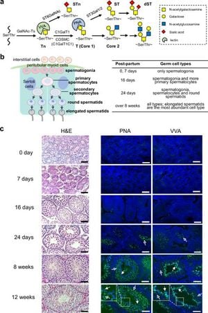 Mapping O-Glycosylation In Mouse Testes Offers Insights Into Sperm Development