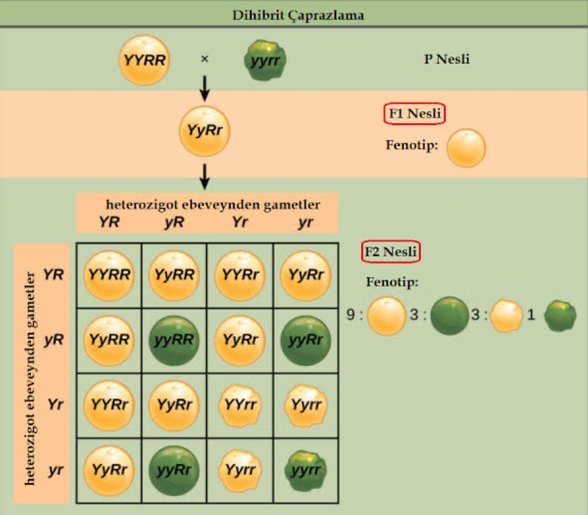 Mendel’in bezelye deneyi genetik çaprazlama ve sonucu olasılıkları  açıklamaktadır.