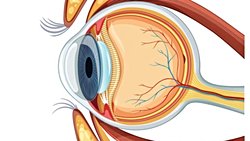 Gözün Kısımları Nelerdir? Görme Olayı Nasıl Gerçekleşir? Göz Hastalıkları Nelerdir? Göz Sağlığımızı Korumak İçin Ne Yapmalıyız?
