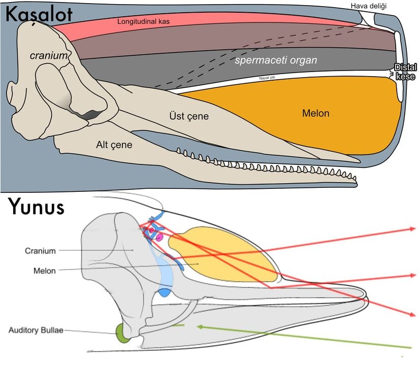 Dişli balinalardaki melon yapısı.
