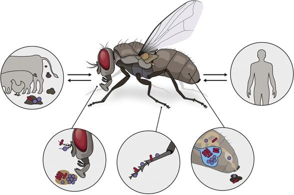 Sineklerin bakteri ve patojenleri insanlara bulaştırma yolları