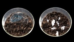 Enzim Eklenerek Üretilen Yeni Plastikler, Kompost Yapılabilecek Şekilde Bozunuyor!