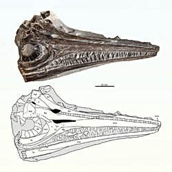 Portekiz Sahillerinde 193 Milyon Yıllık Yeni Deniz Canavarı Bulundu!