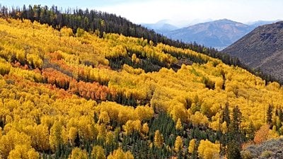 Vaka İncelemesi: Görkemli, Altın Yapraklı, Dev Titrek Kavak