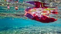 What environmental challenges does the Mediterranean face? – DW – 08/09/2025