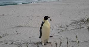 Lost Emperor Penguin Captivates Australia With Unexpected Journey