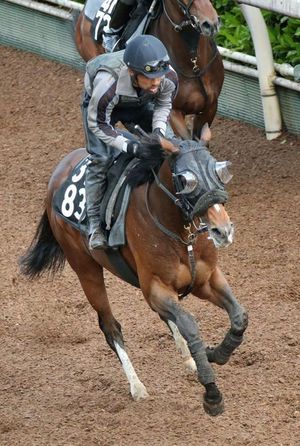 Kyoto Shinbun Hai 2025 Features High-Stakes Showdown