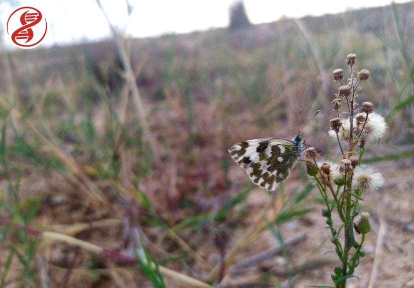Bitki üzerinde dinlenen birey