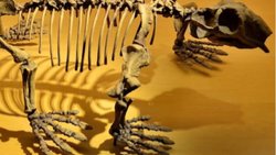 Sinapsitler (Synapsida)