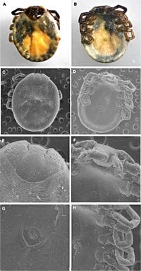 Exotic ticks are hitchhiking their way to the US on travelers, raising public health concerns