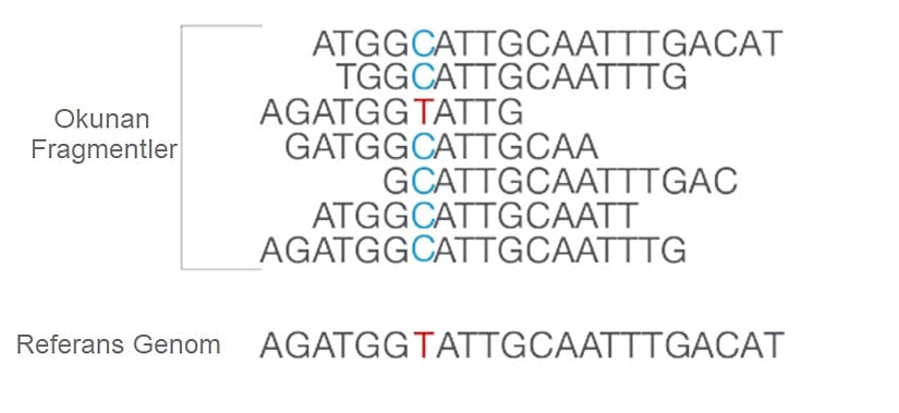 Fragmentler küme amplifikasyon ile çoğaltıldığı için birçok okuma dizisi elde edilir. Contig adı verilen ortak dizilerin hizalanmasıyla kesintisiz bir okuma çerçevesi meydana getirilir ve okuma yapılır.