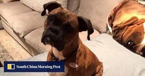 California Woman Faces Felony Charges For Dog Voter Fraud