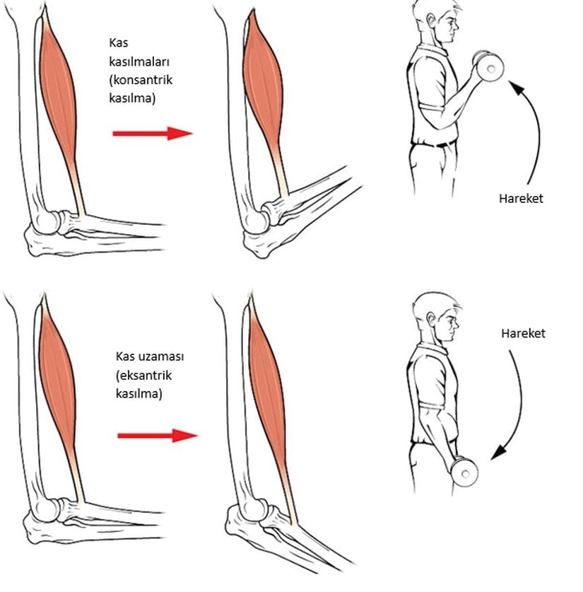 Kaslar uzuvlarınızı ve vücudunuzu kasılıp gevşeyerek hareket ettirir.
