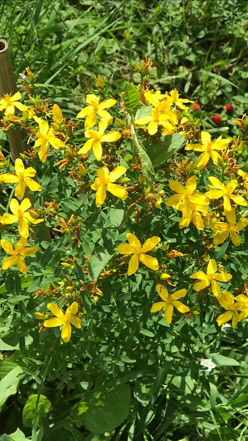 Sarı Kantaron (Hypericum perforatum)