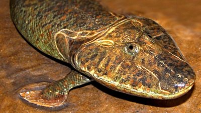 Tiktaalik Gerçek Bir Ara Tür Değil mi? Tür, Gerçekte Bir Çin Timsahı (Alligator sinensis) Olabilir mi?