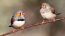 Makroevrim ile İlgili En Temel Yanılgı: Balık Hala Balık, Bakteri Hala Bakteri, Kuş Hala Kuş...